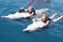 Swim with the Dolphins